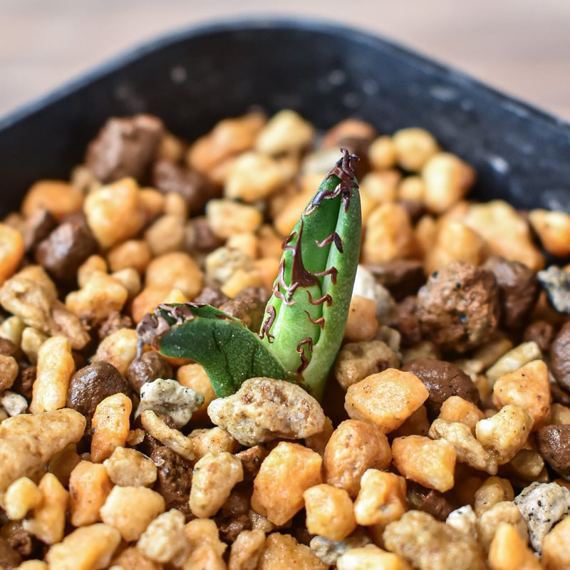 アガベチタノタ赤鬼redghost 親株コレクション株