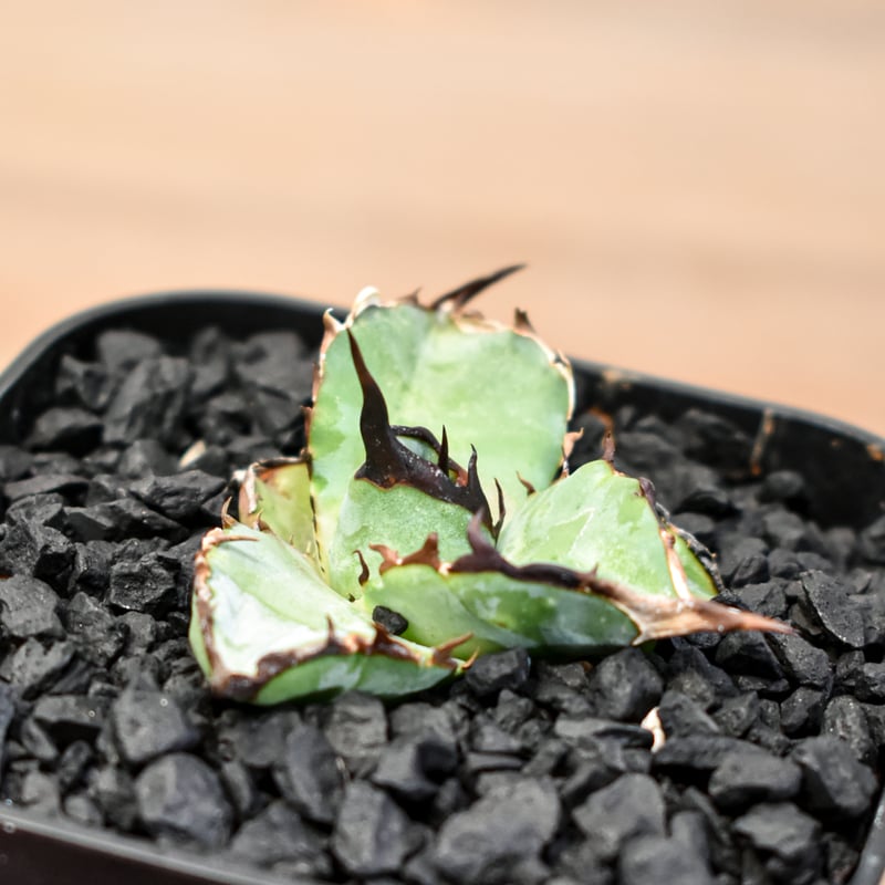 アガベ　達磨　dennis000 発根済み子株 アガベ Dennis hybrid 瓜達×笹之雪 【台湾DENNIS産/発根済み