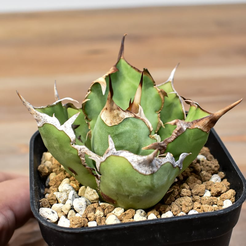 アガベ チタノタ 