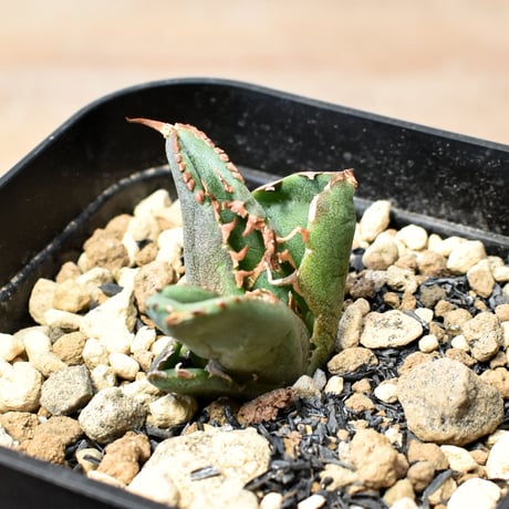 アガベ　チタノタ　麻華龍　もちろんOC株 アガベチタノタ麻花龍 | STORES