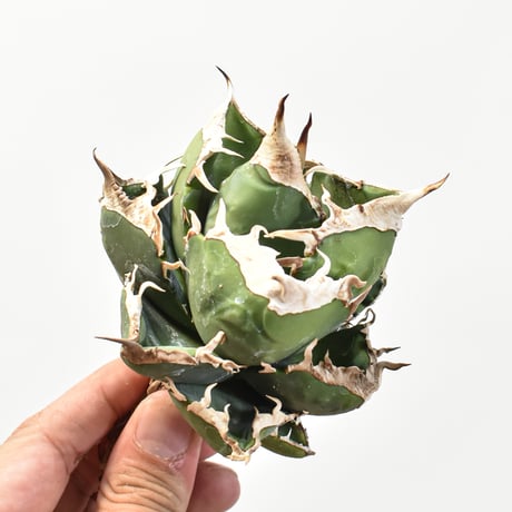 【5CLAW】アガベ チタノタ 精品南アフリカダイヤモンド  "精品SAD" 【台湾 dragon agave産/中株/抜き苗】RFDG25010976