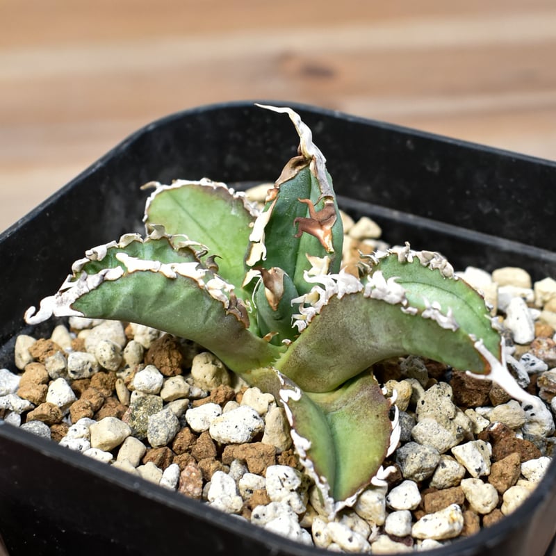 アガベ チタノタ ゴジラ 