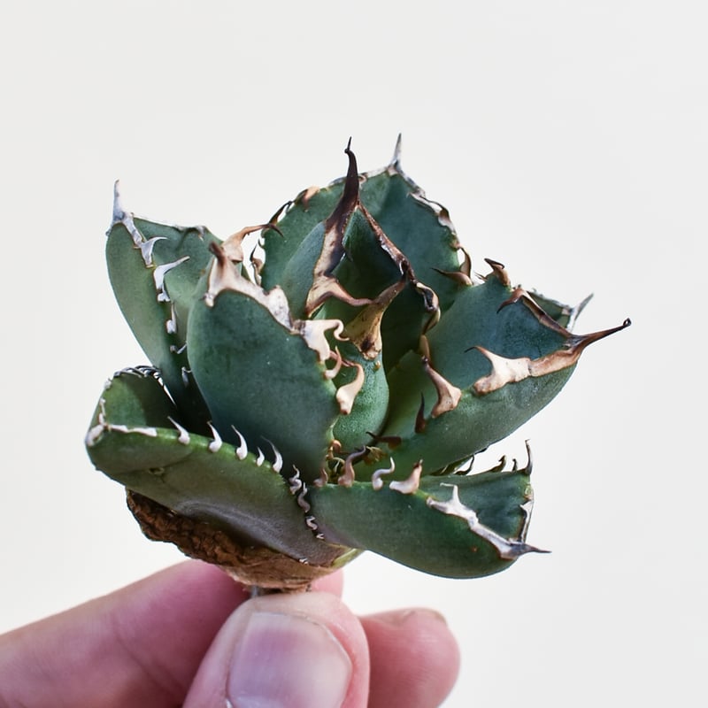 アガベ　鬼爪中株　アガベ　ピカチュウ アガベ チタノタ ピカチュウ 鬼爪 雪峰 | フラワーショップ潤