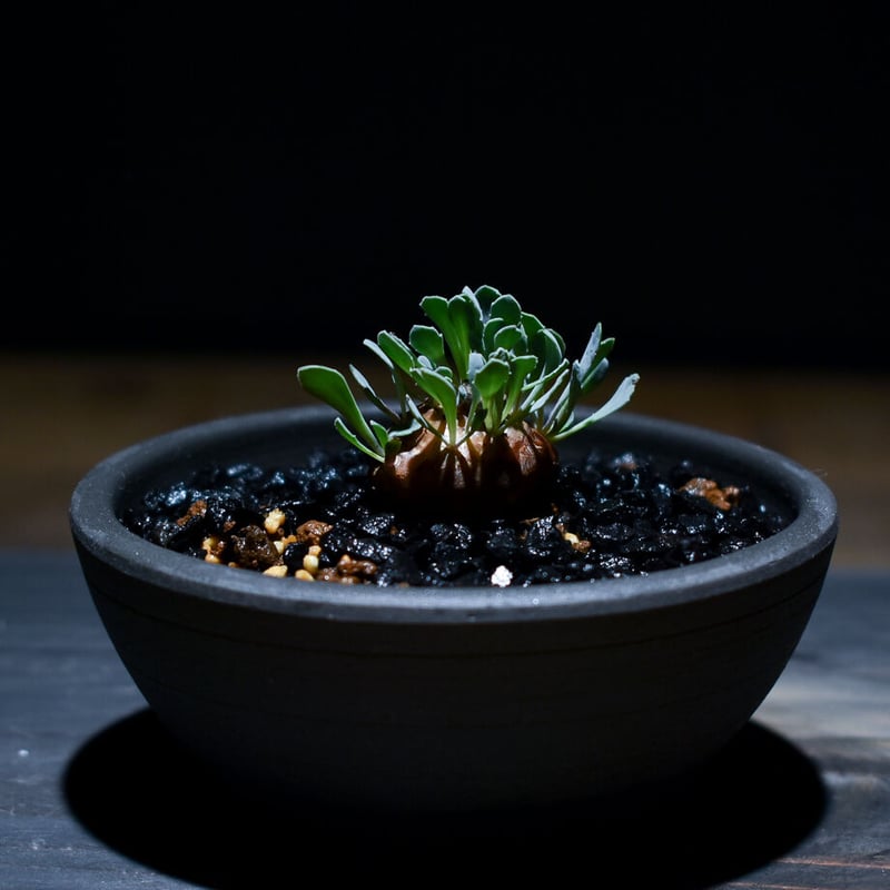 H*H様 オトンナ カカリオイデス 実生4年生4株セット H*H様 オトンナ カカリオイデス 実生4年生4株セット オトンナ