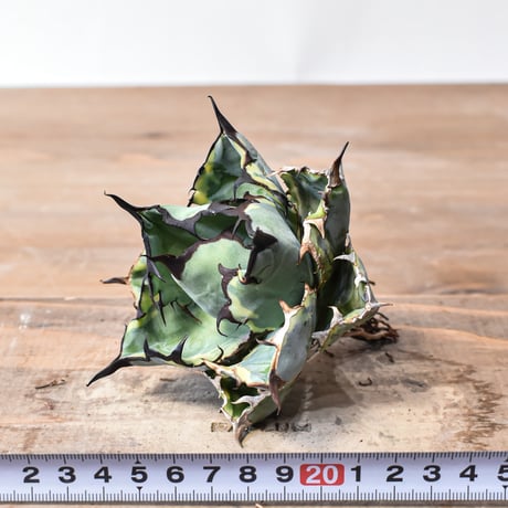 アガベ チタノタ "精品ブルーダイヤモンド" / "精品籃球覆輪"【台湾 dragon agave産/抜き苗/中株】A92