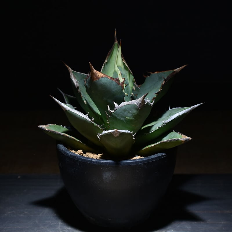 アガベ チタノタ 