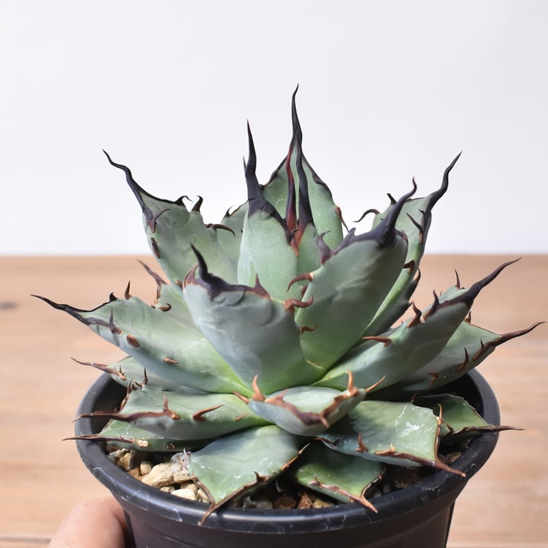 アガベ ハイブリット 象牙妖炎×黑帝斯 / エボリスピナ×ハデス 