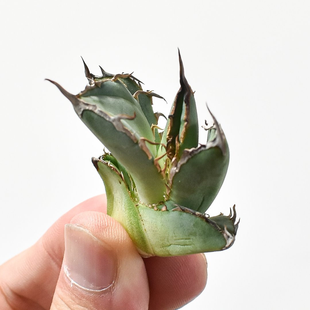 アガベ チタノタ 羽毛 大株 アガベ チタノタ 