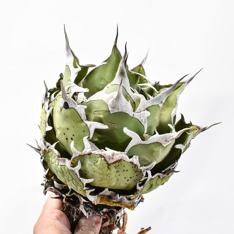 アガベ チタノタ 