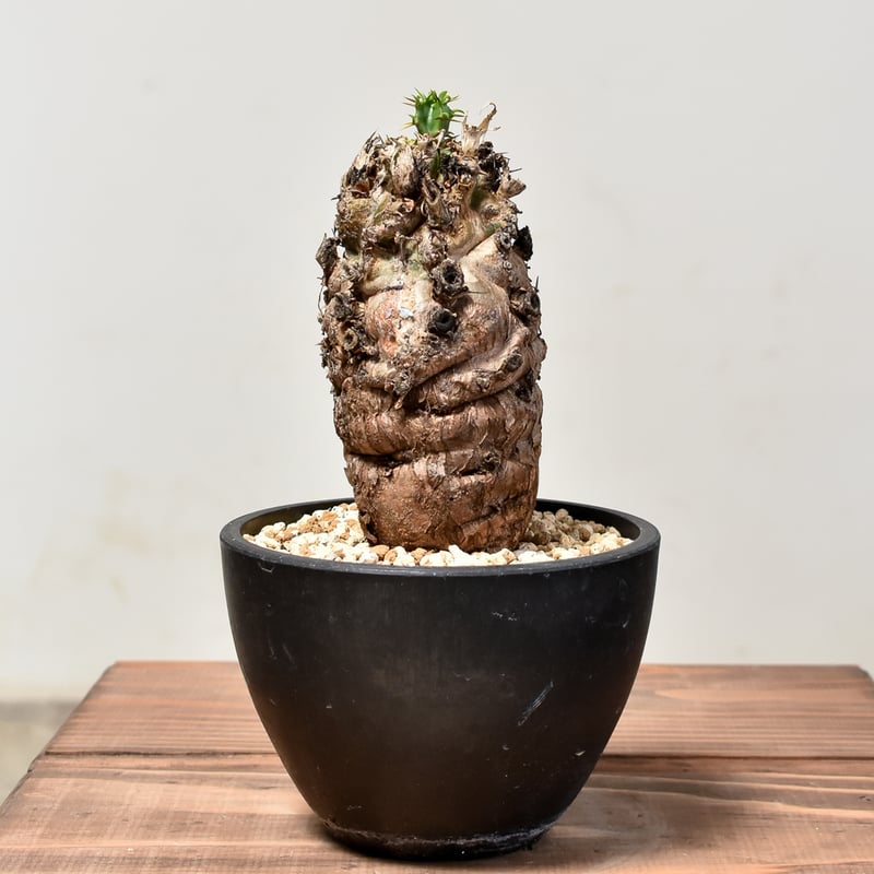 ユーフォルビア ムランジーナ 【発根済み】RF231847 | RAFLUM