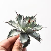 パキポディウム グラキリス 