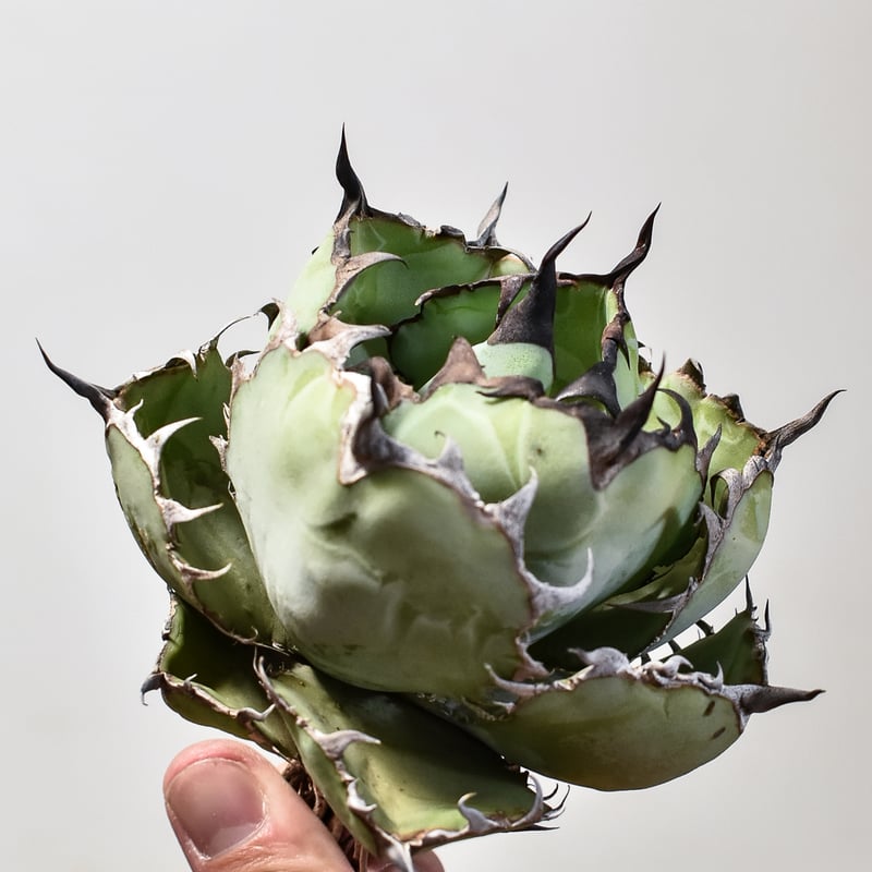 アガベ チタノタ ブラックアンドブルー / BB 