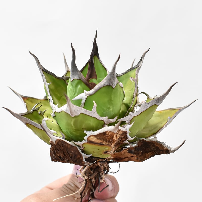 アガベ チタノタ DENNIS ホリダ×鬼爪（026） 