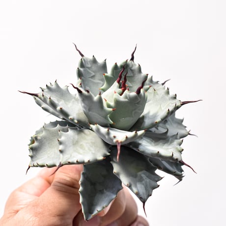アガベ ハイブリット アメリカ白銀甲蟹(美系白銀)×象牙妖炎【台湾botanical_seeker産/選抜株】RF25011800