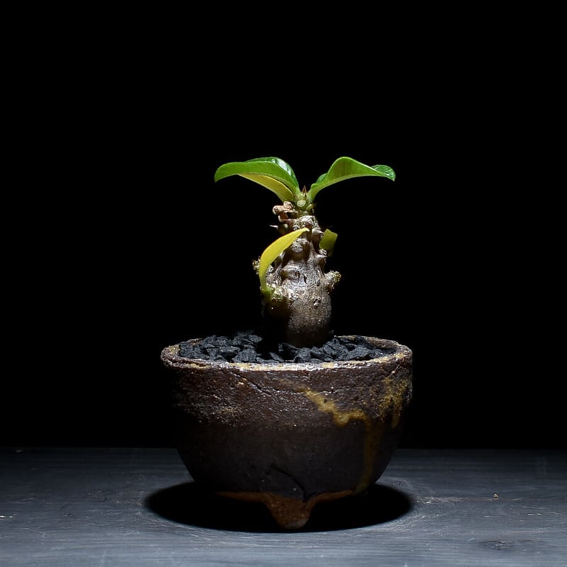 パキポディウム ウィンゾリー （発根済み）typeD RF221105 | RAFLUM /