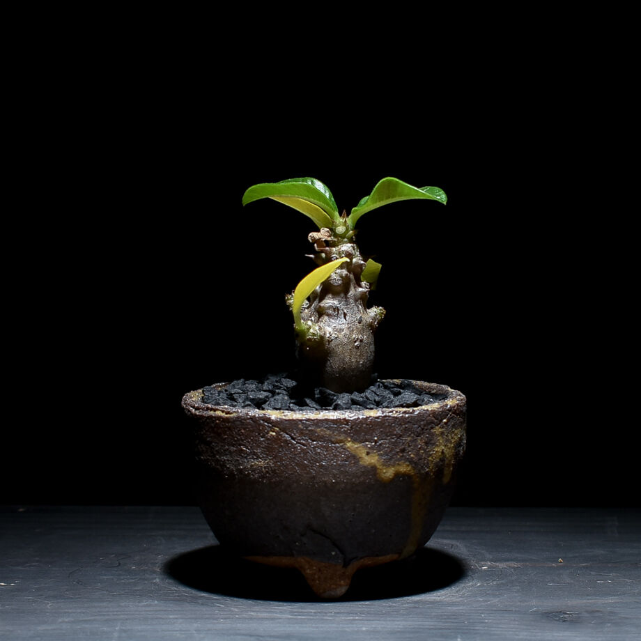 パキポディウム ウィンゾリー （発根済み）typeD RF221105 | RAFLUM /