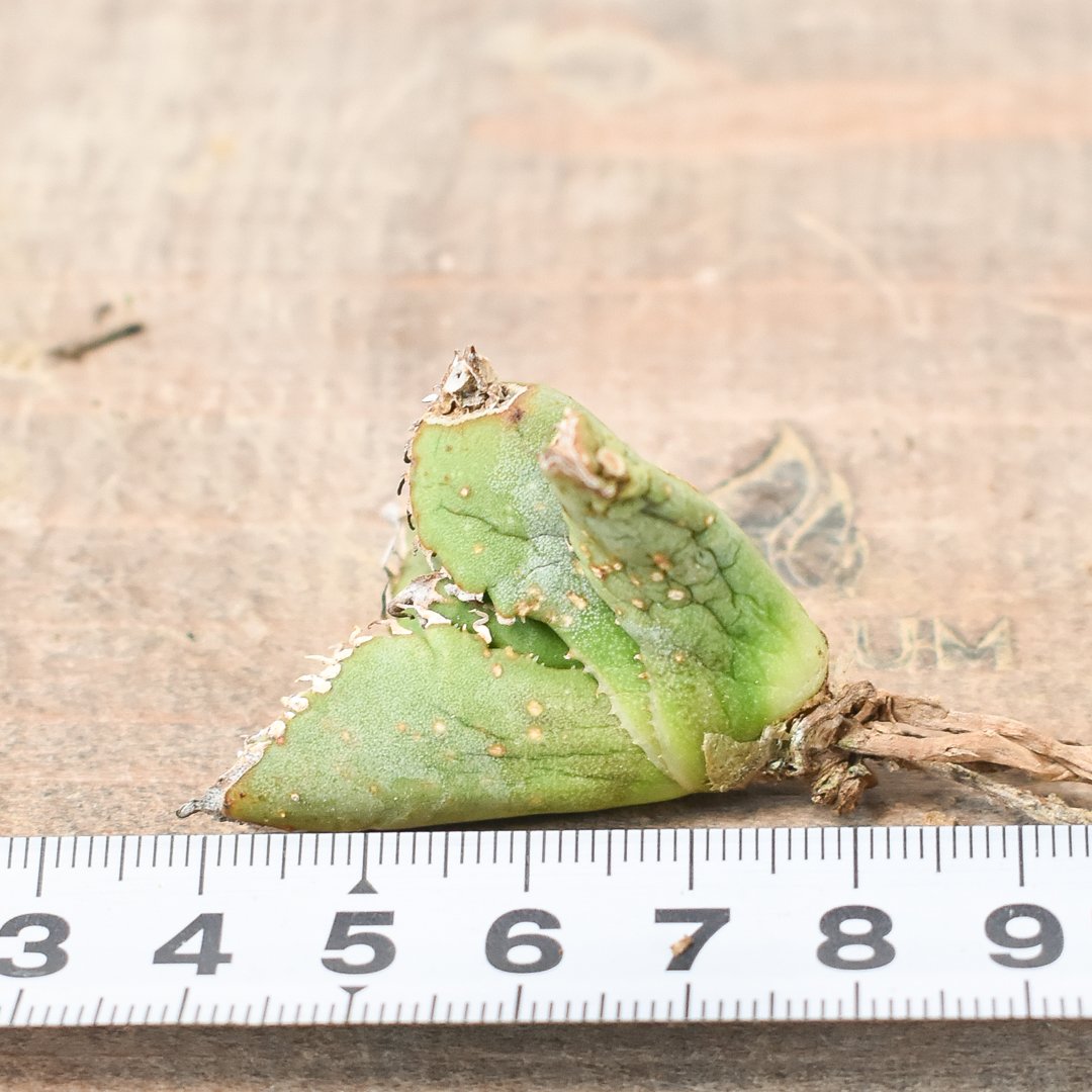 Berlin \"麻花龍\" 子株　発根済み Berlin 