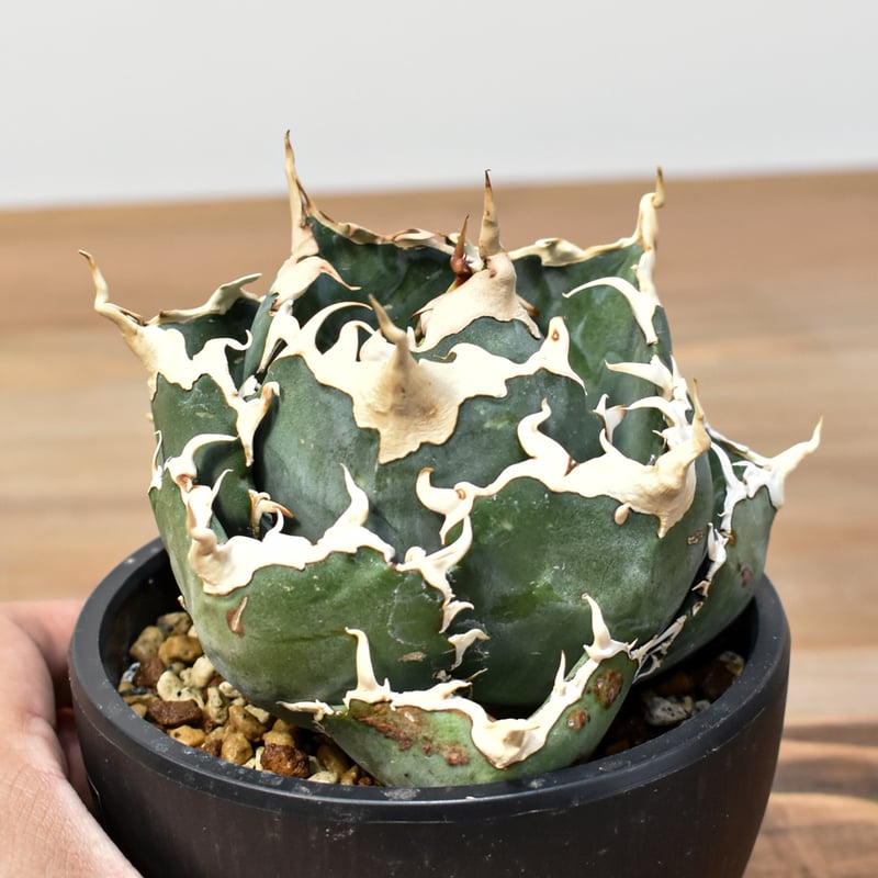 アガベ　チタノタ　海王　龍球会産　台湾鉢5号 アガベ チタノタ 海王 龍球会産 台湾鉢5号 アガベ チタノタ 海王 龍球