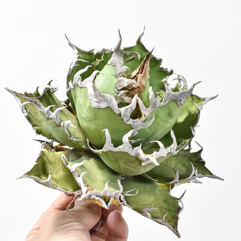 アガベ チタノタ シーザー / 精品凱撒 【台湾 dragon agave産/大 アガベ チタノタ シーザー / 精品凱撒 【台湾 dragon agave産/大