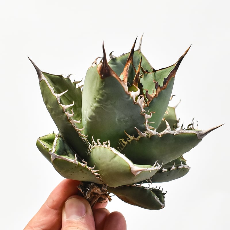 国内実生最高峰】アガベ オテロイ【OSPセレクト株 / 抜き苗 / 実生】44