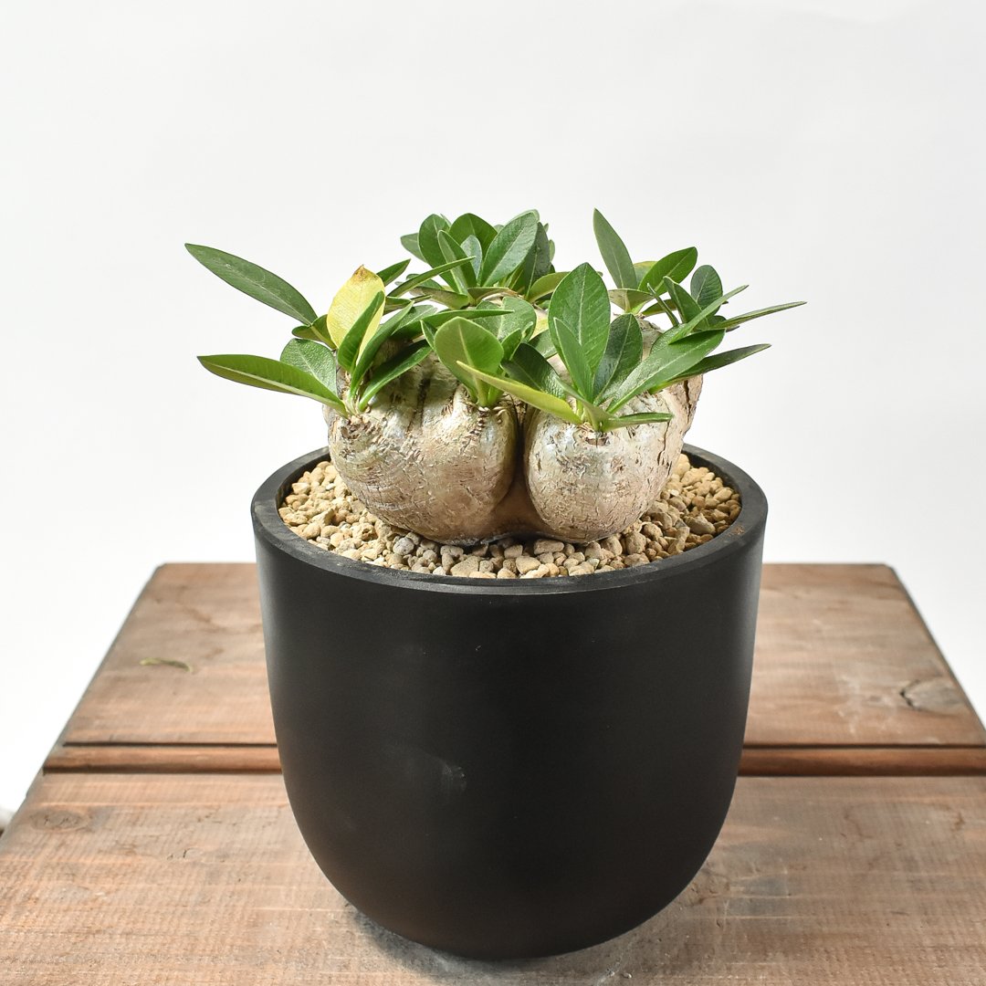 パキポディウム ブレビカウレ 