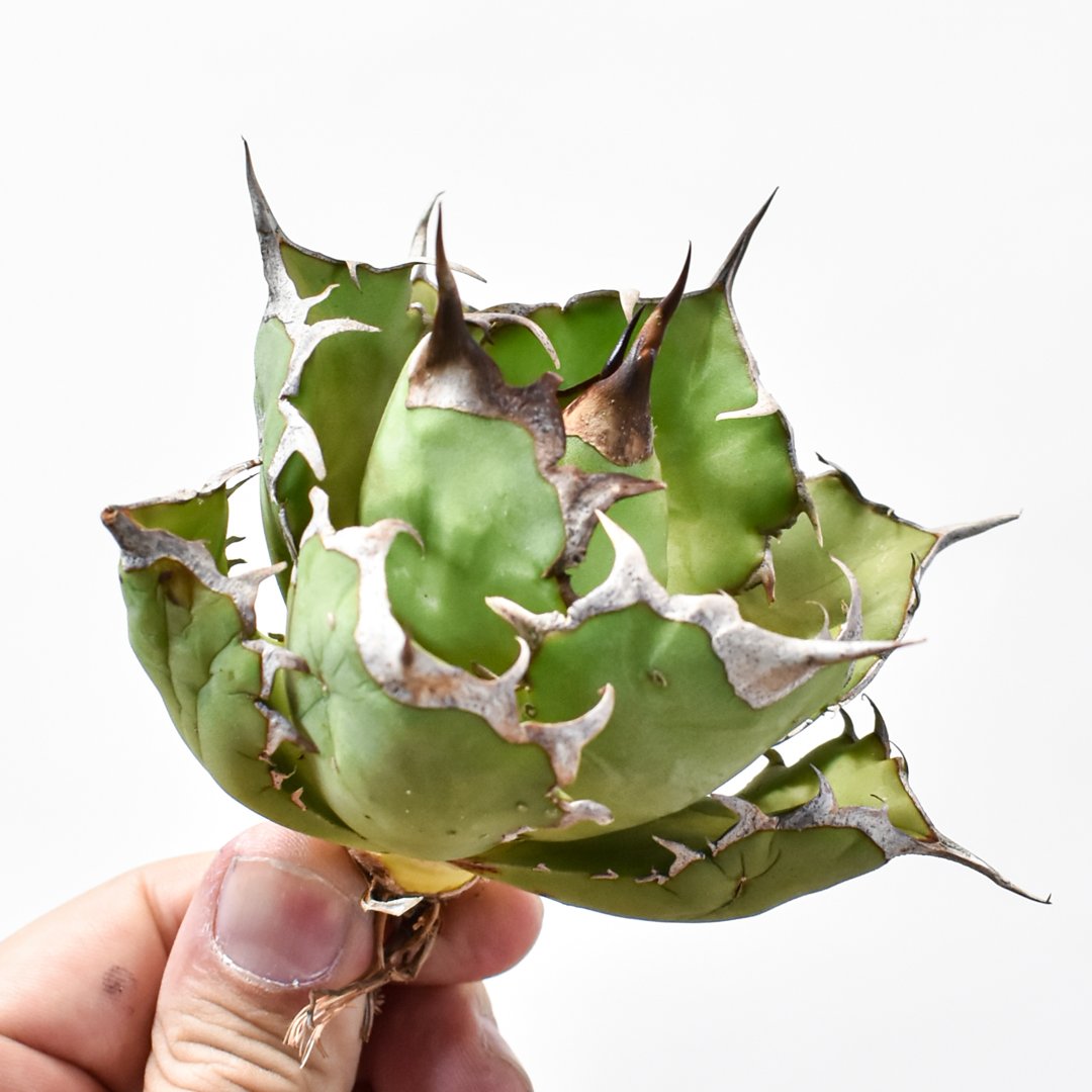 アガベ チタノタ 