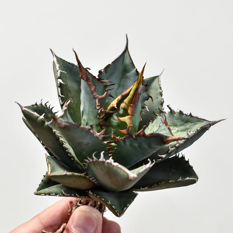 アガベ チタノタ 