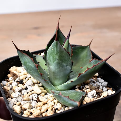 アガベ ハイブリット （パラサナ、イシスメンシス）× 曙光【台湾botanical_seeker産】H RF25011568