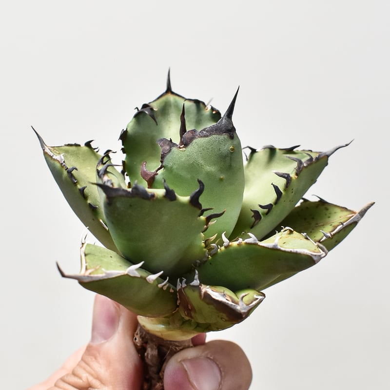 アガベ チタノタ 巌流 国産古株 胴切り 子株 【公式通販】