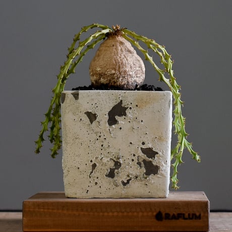 ユーフォルビアデシドゥア×カタチ製作所 ユーフォルビアデシドゥア×カタチ製作所 isla del pescado