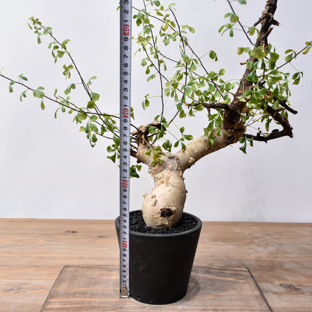 【SALE!23日23:59まで】コミフォラ ピュアカタフ ソマリア産 SALE!23日23:59まで】コミフォラ ピュアカタフ ソマリア産 SALE