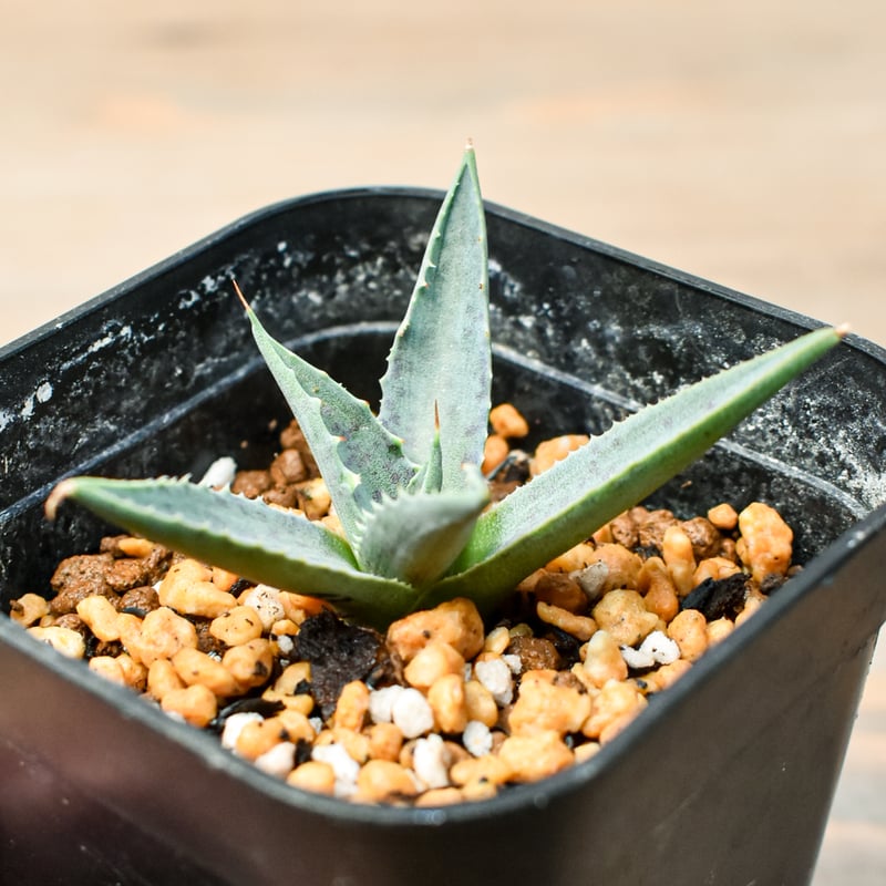 アガベ ハイブリット 