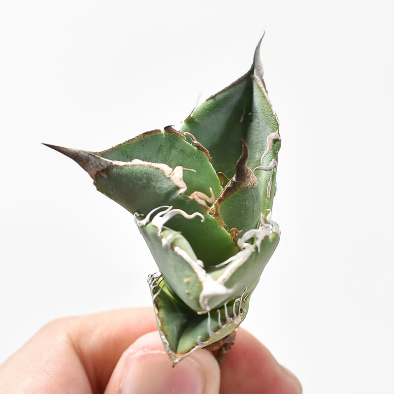 アガベ チタノタ DENNIS018 【台湾DENNIS産/抜き苗/子株】DN24028