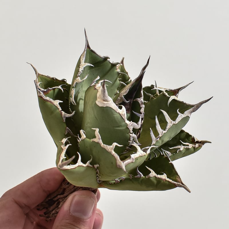 台湾　Kai血統　アガベ　チタノタ　ノーネーム　裏背刺　子株① 台湾 Kai血統 アガベ チタノタ ノーネーム 裏背刺 子株①