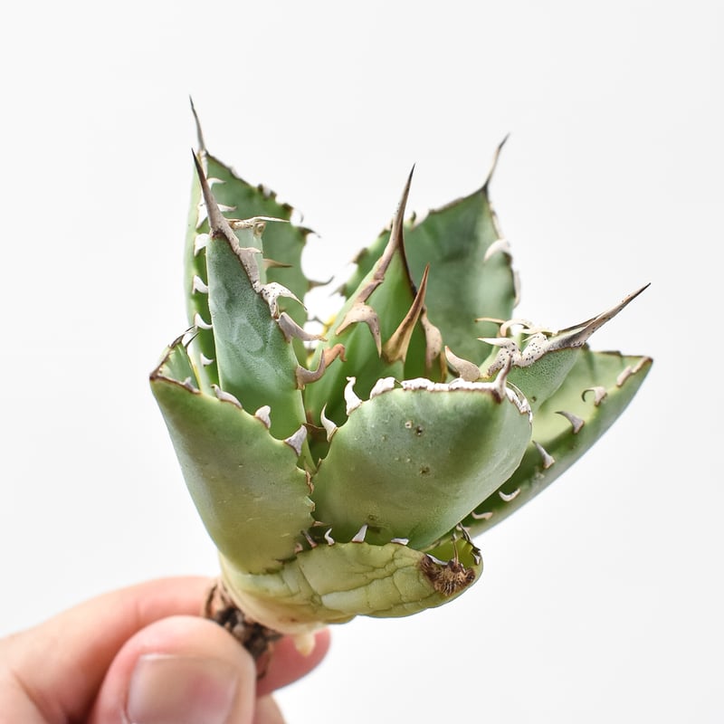 アガベ Dennis hybrid 甲妖x鬼爪(isthmnensis x utahensis アガベ Dennis hybrid 甲妖x鬼爪(isthmnensis x utahensis