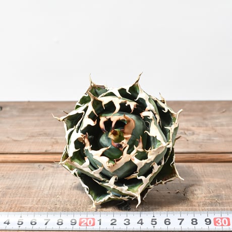 【RAFLUM特選株】アガベ チタノタ “精品白鯨” 【台湾 dragon agave産/発根済み/中株】H27 DG25010287(T)
