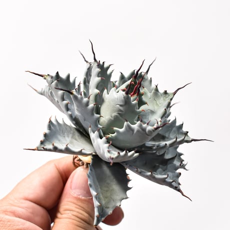 アガベ ハイブリット アメリカ白銀甲蟹(美系白銀)×象牙妖炎【台湾botanical_seeker産/選抜株】RF25011798