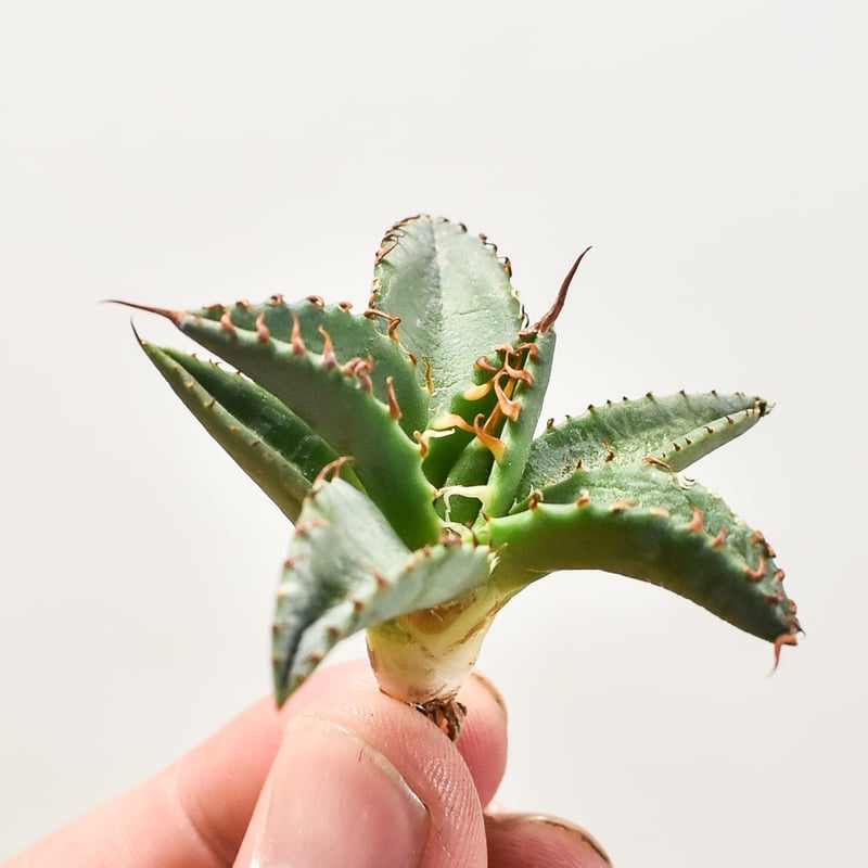 ユタエンシス エボリスピナ×ブラックアンドブルー【カリフォルニア産