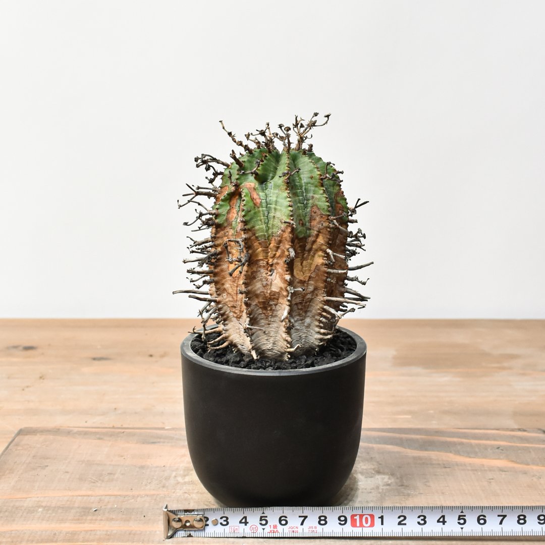 ユーフォルビア オールドスーパーバリダ 