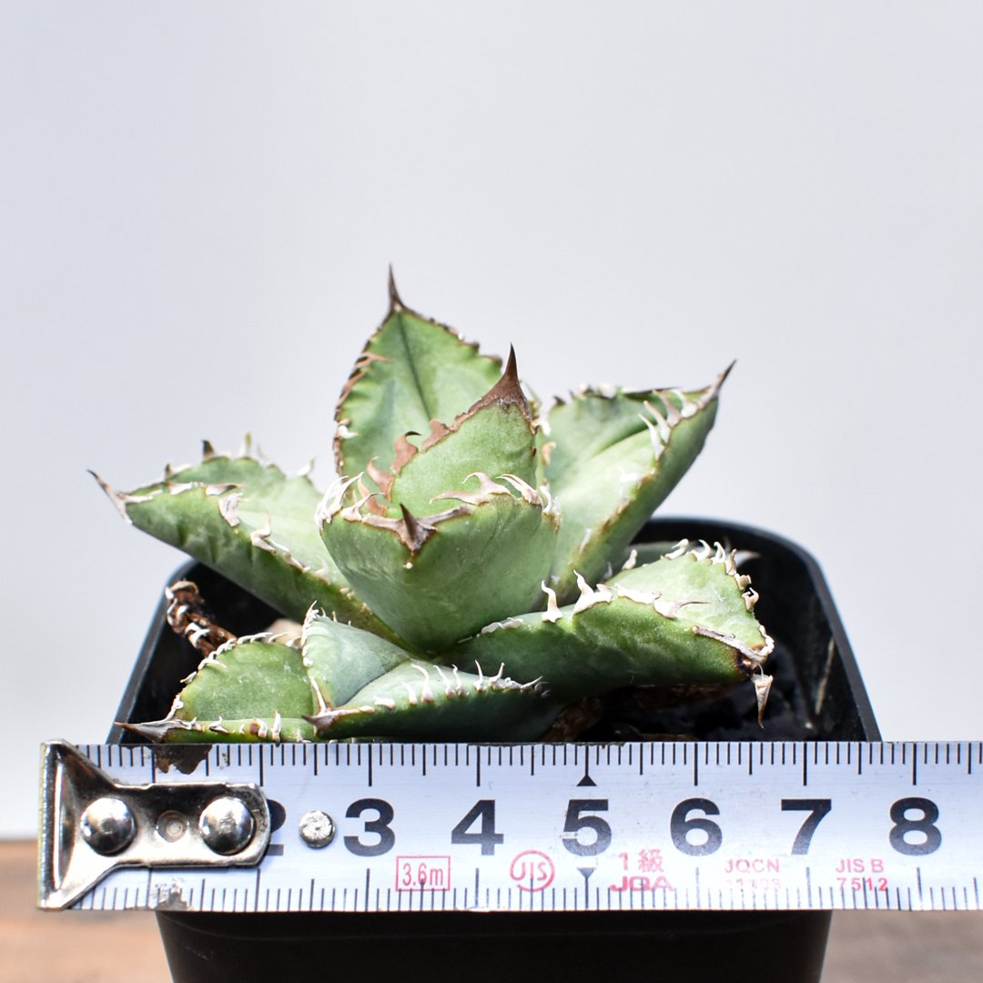 アガベ チタノタ 