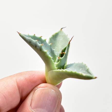 アガベ ユタエンシスエボリスピナ カキコ ② アガベ ユタエンシス エボリスピナ 子株2個つき