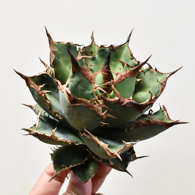 アガベ 黒犀牛 アガベ・チタノタ 黒犀牛（芽）-037｜agave titanota black