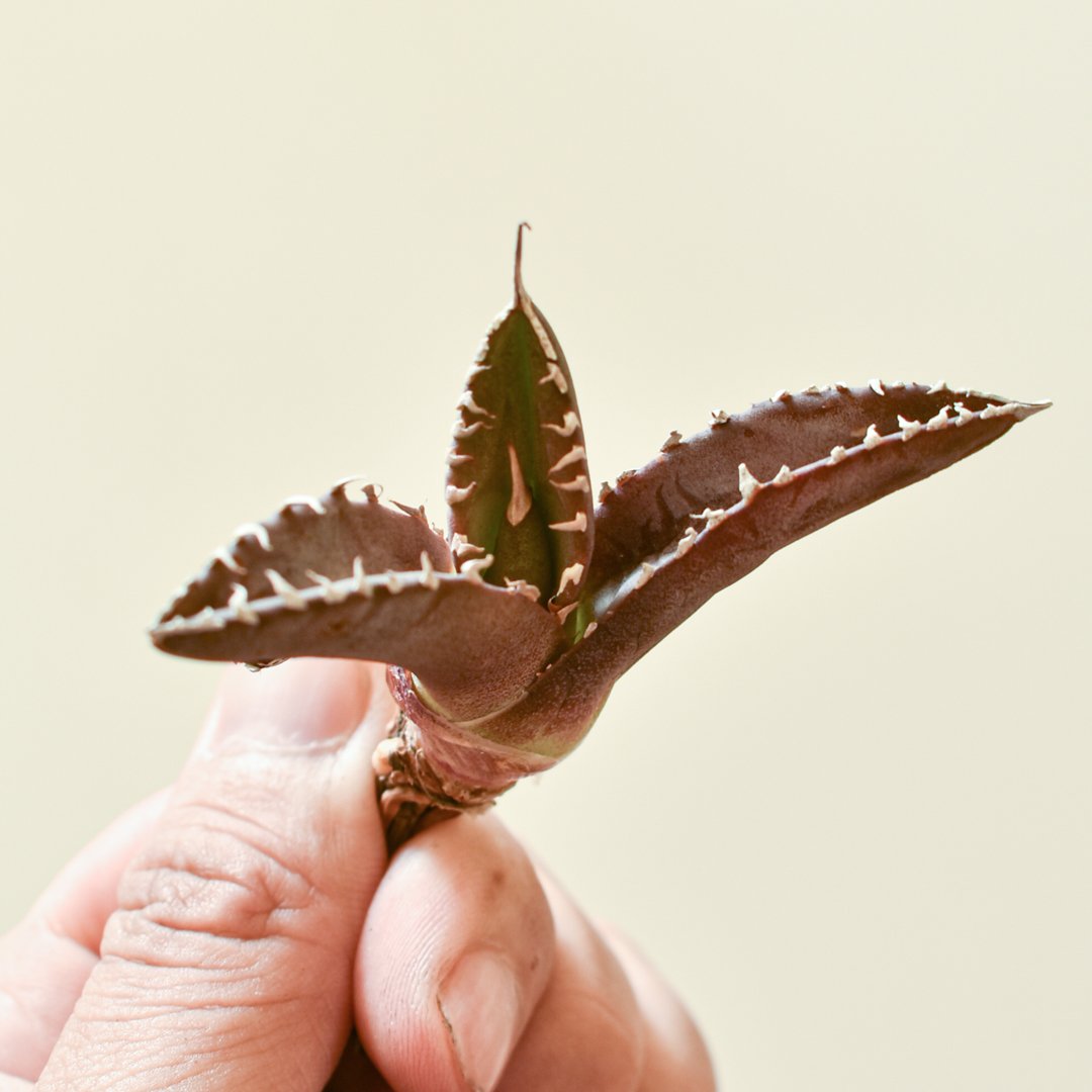 レア品種】アガベ チタノタ WANDA / 汪達【台湾 dragon agave産/抜き苗/