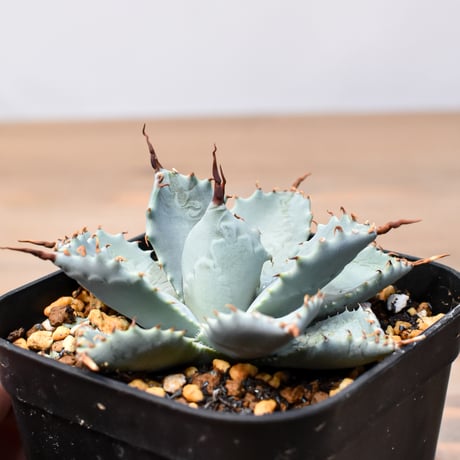 アガベ ハイブリット 日系イシスメンシス×象牙妖炎（陽炎エボリ）【台湾botanical_seeker産】RF25011394