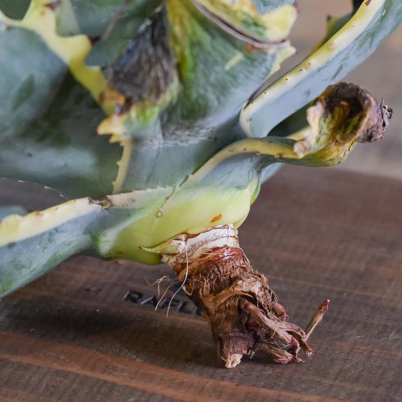 ブルーアガベ斑入り テキラーナ サンライズ 抜き苗