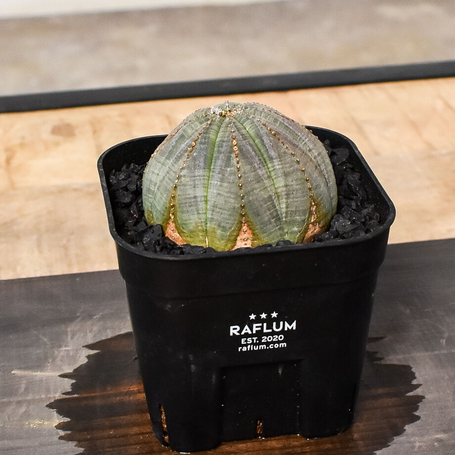 ユーフォルビア オベサ /オールド オベサ （発根済み）RF230387(T