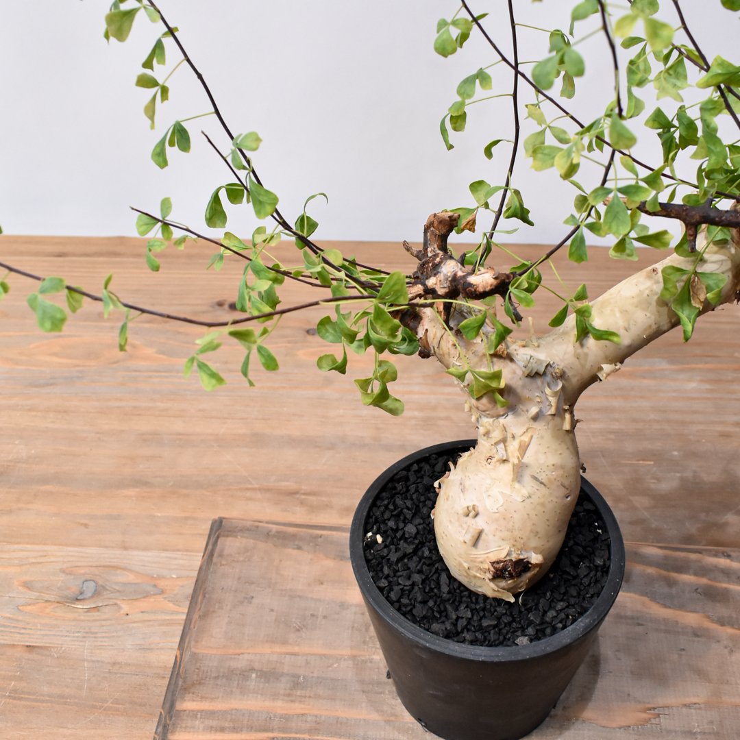 コミフォラ カタフ 