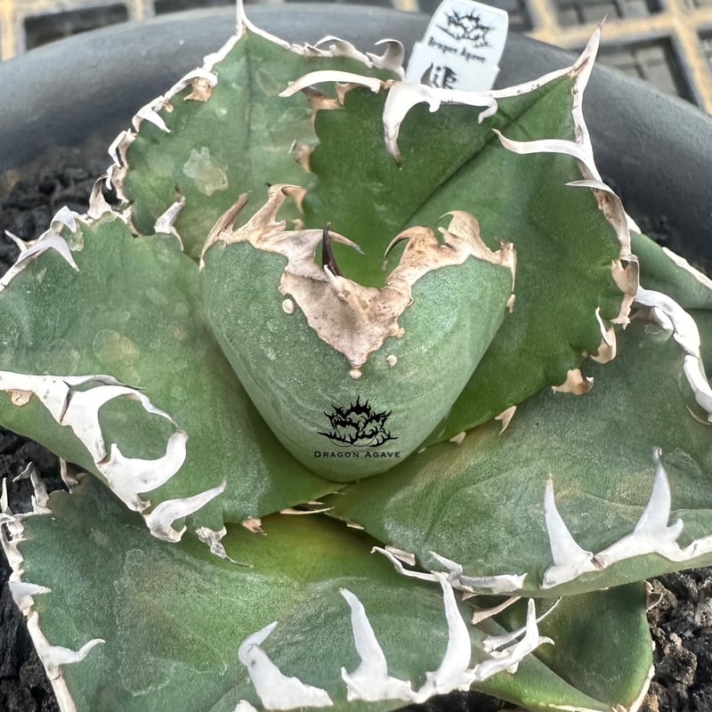 アガベ チタノタ 