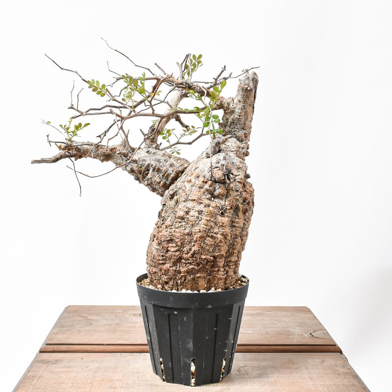 発根済・現地球】 オペルクリカリア パキプス