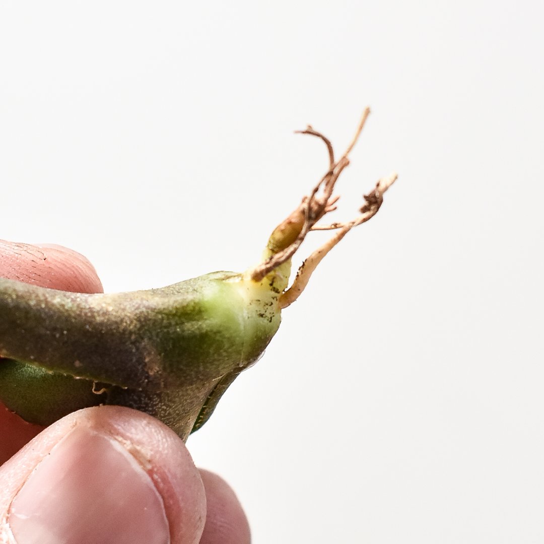 アガベ　チタノタ大黄蜂バンブルビー中株 期待値は高いが、成長が緩慢なバンブルビー🐝 秋の成長期